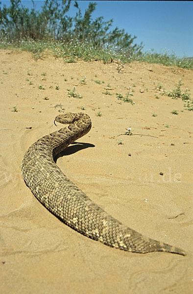 Puffotter (Bitis arietans)