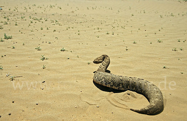 Puffotter (Bitis arietans)