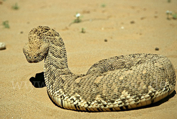 Puffotter (Bitis arietans)