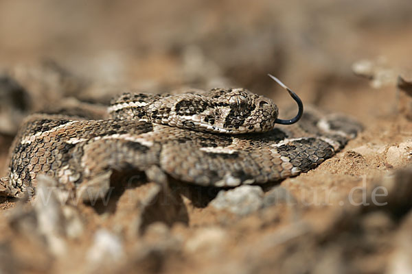 Puffotter (Bitis arietans)