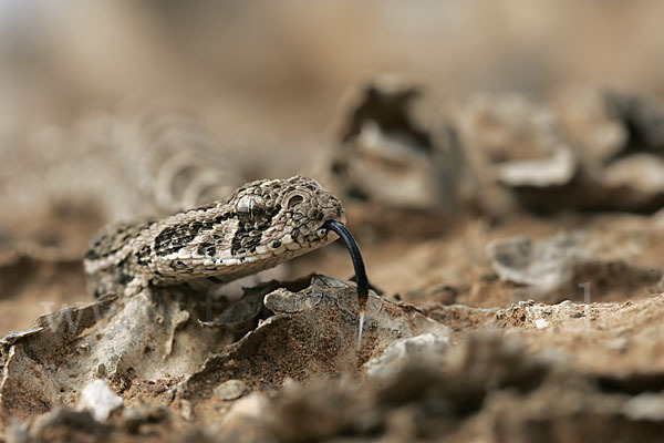 Puffotter (Bitis arietans)