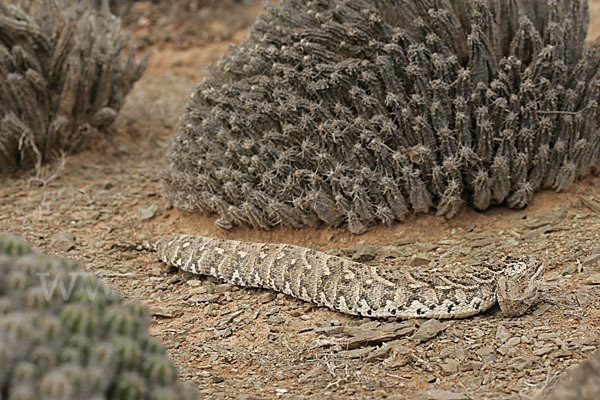 Puffotter (Bitis arietans)