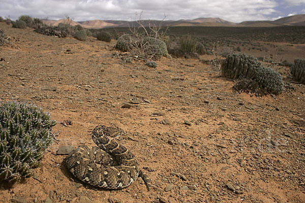 Puffotter (Bitis arietans)