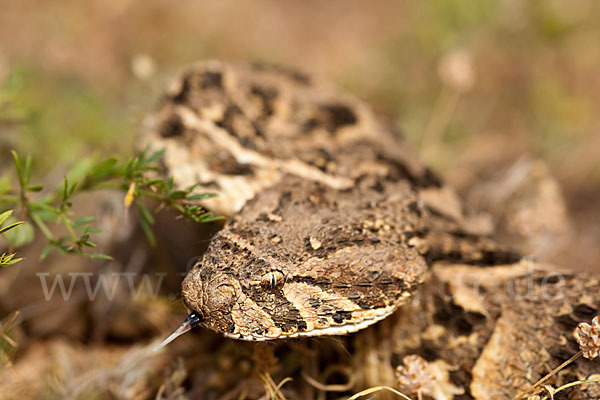 Puffotter (Bitis arietans)