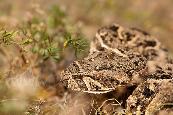 Puffotter (Bitis arietans)