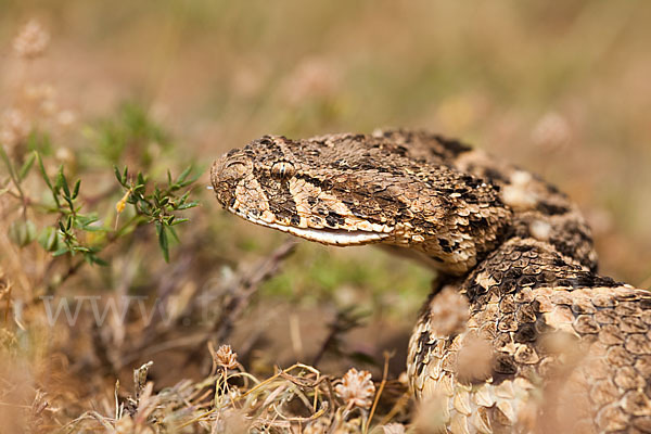 Puffotter (Bitis arietans)