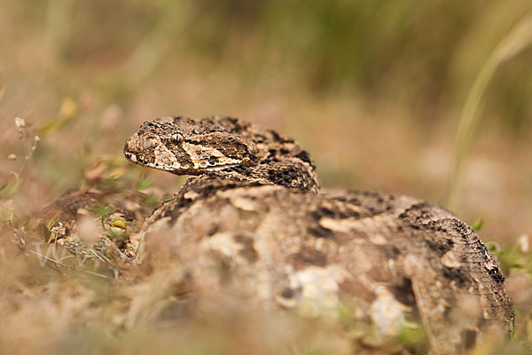 Puffotter (Bitis arietans)