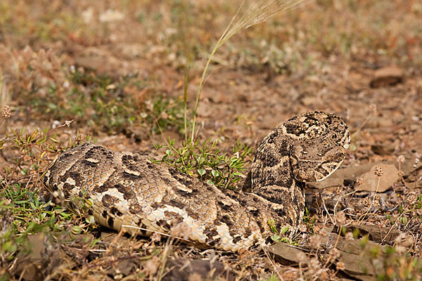 Puffotter (Bitis arietans)