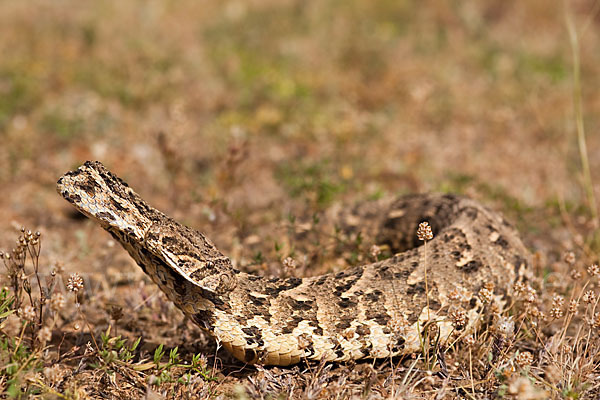 Puffotter (Bitis arietans)