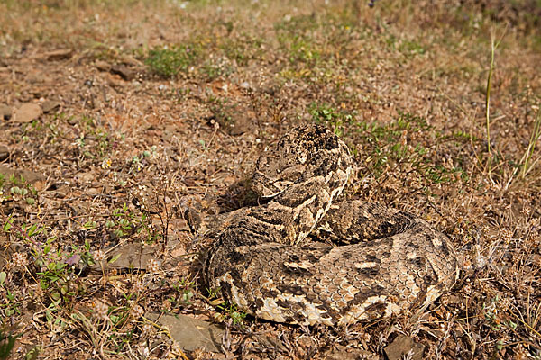 Puffotter (Bitis arietans)