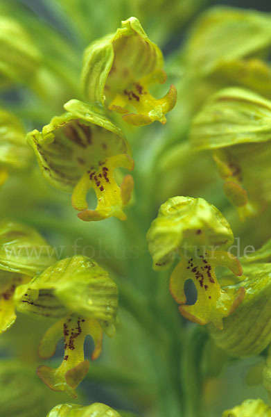 Punktiertes Knabenkraut (Orchis punctulata)