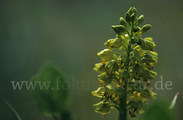 Punktiertes Knabenkraut (Orchis punctulata)