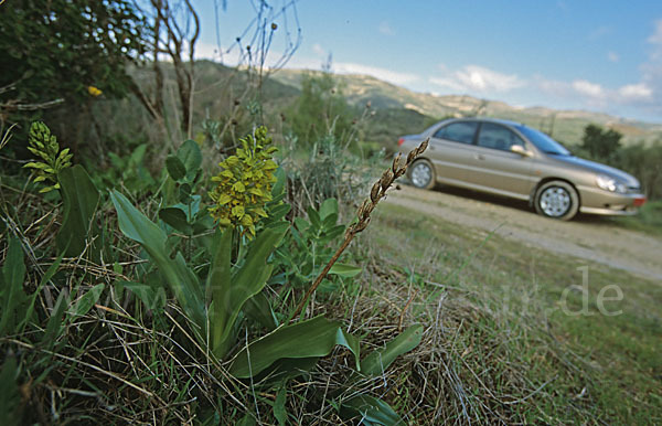 Punktiertes Knabenkraut (Orchis punctulata)