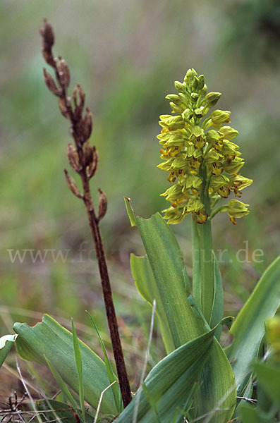 Punktiertes Knabenkraut (Orchis punctulata)