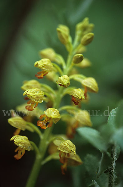 Punktiertes Knabenkraut (Orchis punctulata)