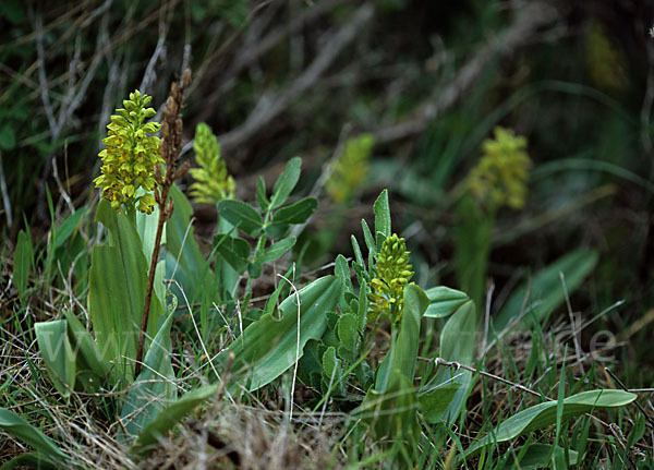 Punktiertes Knabenkraut (Orchis punctulata)