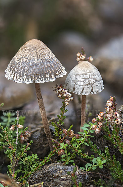 Punktiertsporiger Düngerling (Panaeolus olivaceus)