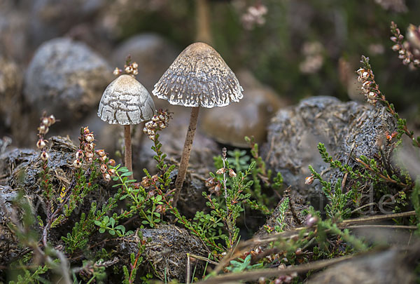 Punktiertsporiger Düngerling (Panaeolus olivaceus)