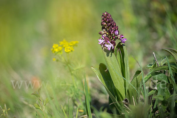 Purpur-Knabenkraut (Orchis purpurea)