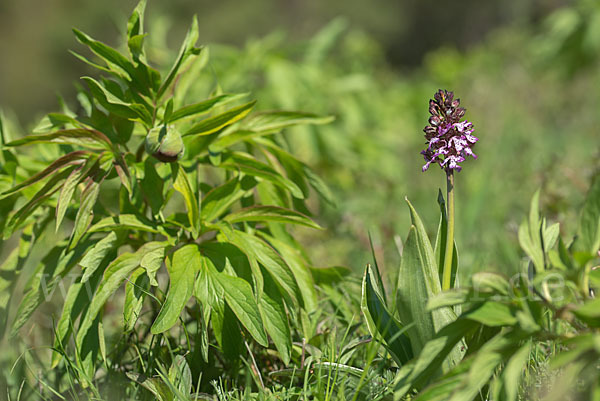 Purpur-Knabenkraut (Orchis purpurea)