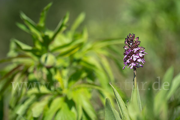 Purpur-Knabenkraut (Orchis purpurea)