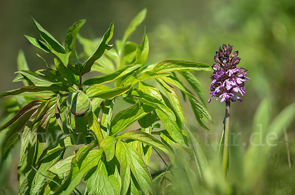 Purpur-Knabenkraut (Orchis purpurea)