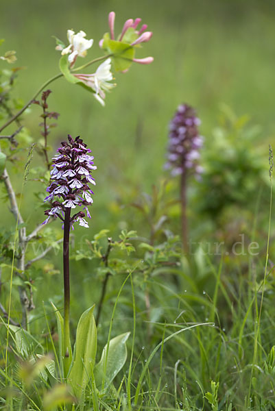 Purpur-Knabenkraut (Orchis purpurea)