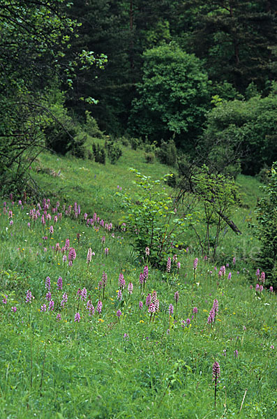 Purpur-Knabenkraut (Orchis purpurea)