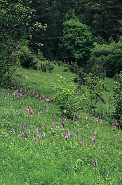 Purpur-Knabenkraut (Orchis purpurea)