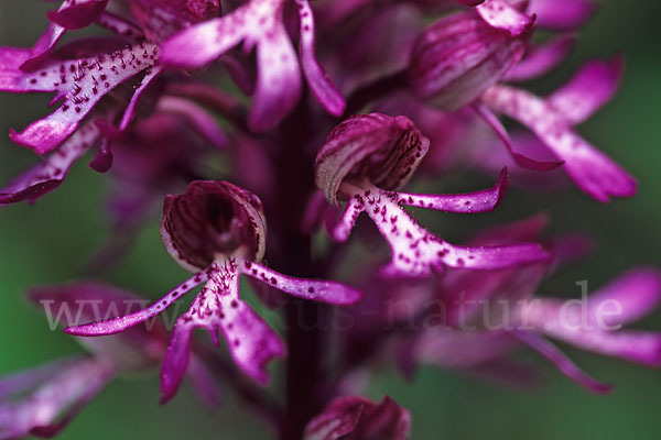 Purpur-Knabenkraut (Orchis purpurea)