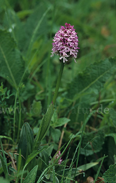 Purpur-Knabenkraut (Orchis purpurea)