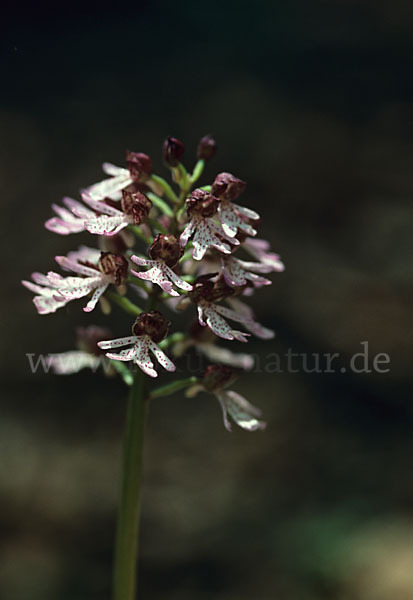 Purpur-Knabenkraut (Orchis purpurea)