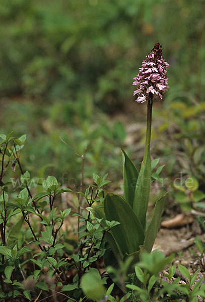 Purpur-Knabenkraut (Orchis purpurea)