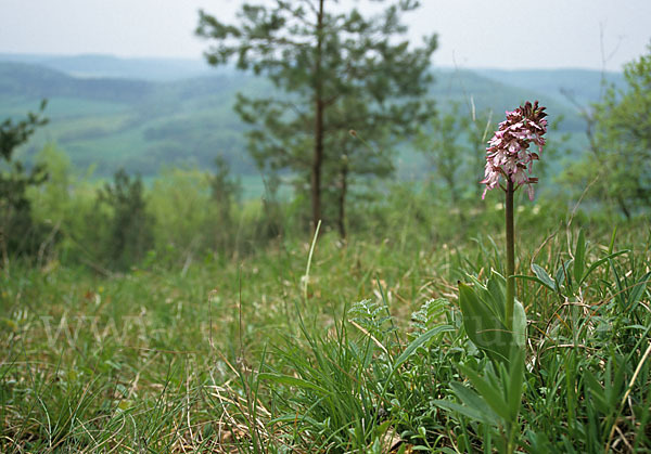 Purpur-Knabenkraut (Orchis purpurea)