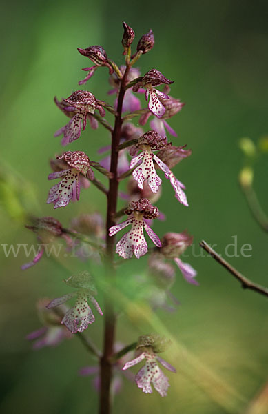 Purpur-Knabenkraut (Orchis purpurea)