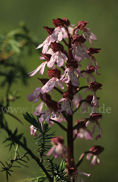 Purpur-Knabenkraut (Orchis purpurea)