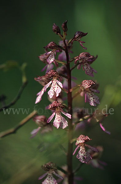 Purpur-Knabenkraut (Orchis purpurea)