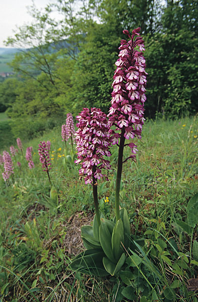 Purpur-Knabenkraut (Orchis purpurea)