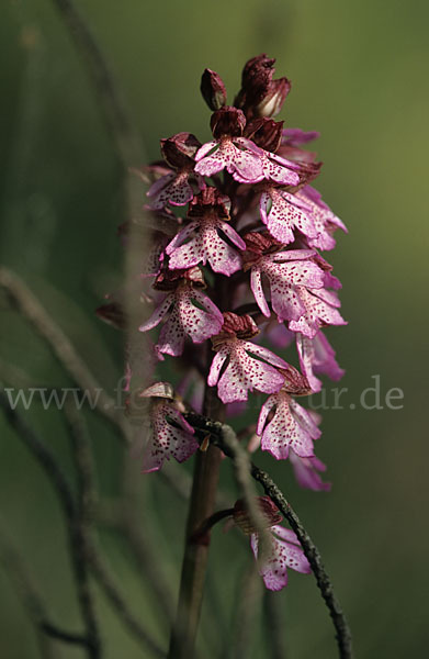 Purpur-Knabenkraut (Orchis purpurea)