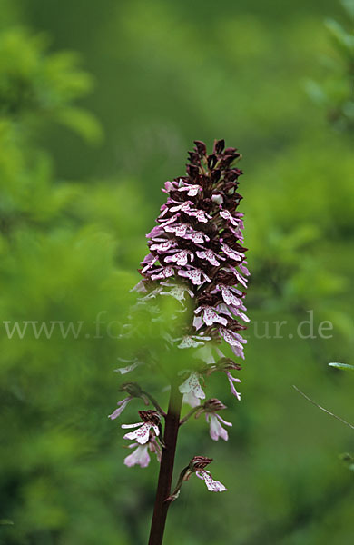 Purpur-Knabenkraut (Orchis purpurea)