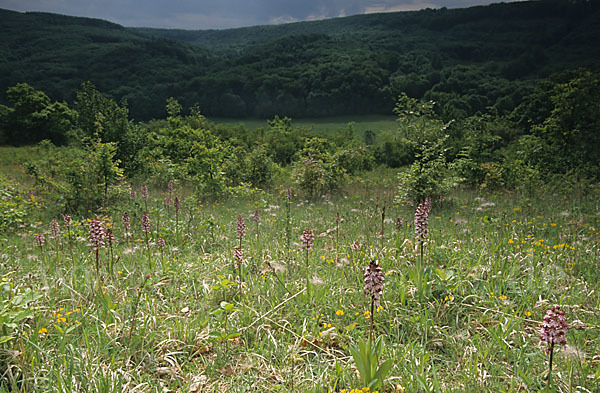 Purpur-Knabenkraut (Orchis purpurea)