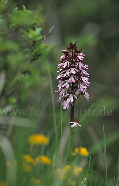 Purpur-Knabenkraut (Orchis purpurea)