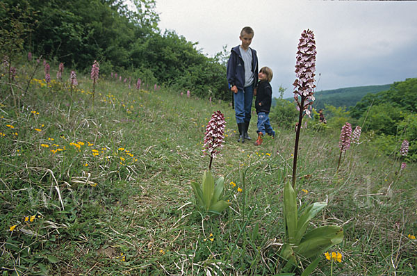 Purpur-Knabenkraut (Orchis purpurea)