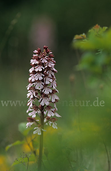 Purpur-Knabenkraut (Orchis purpurea)