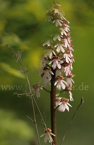 Purpur-Knabenkraut (Orchis purpurea)