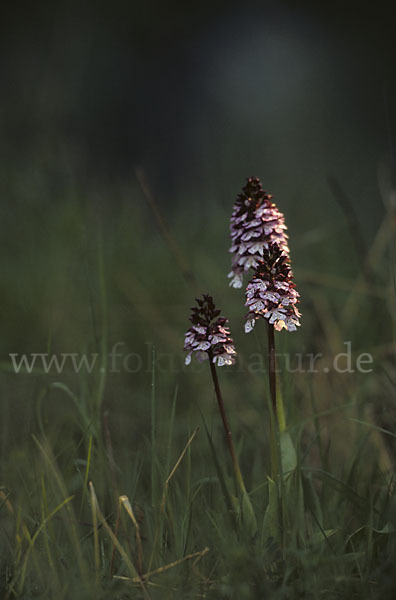 Purpur-Knabenkraut (Orchis purpurea)