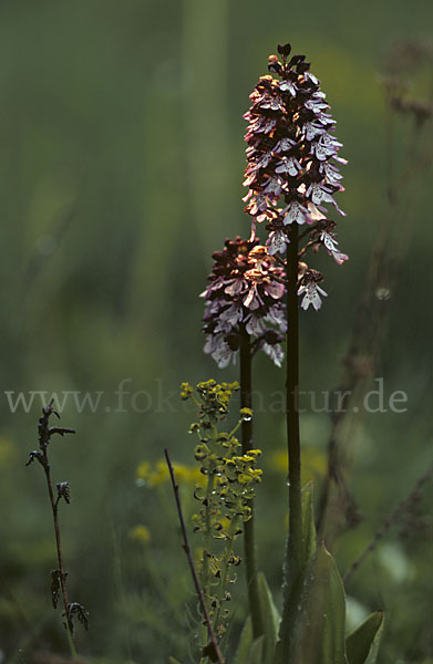 Purpur-Knabenkraut (Orchis purpurea)