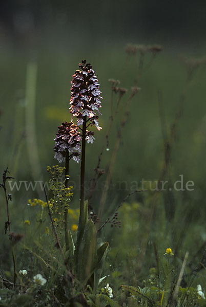 Purpur-Knabenkraut (Orchis purpurea)