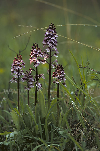 Purpur-Knabenkraut (Orchis purpurea)