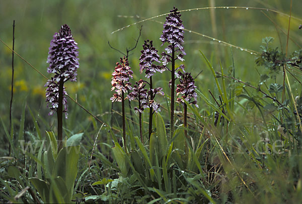 Purpur-Knabenkraut (Orchis purpurea)